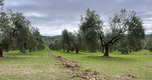 La FAC invita a los partidos políticos a visitar un proyecto para conciliar agricultura y conservación en el olivar